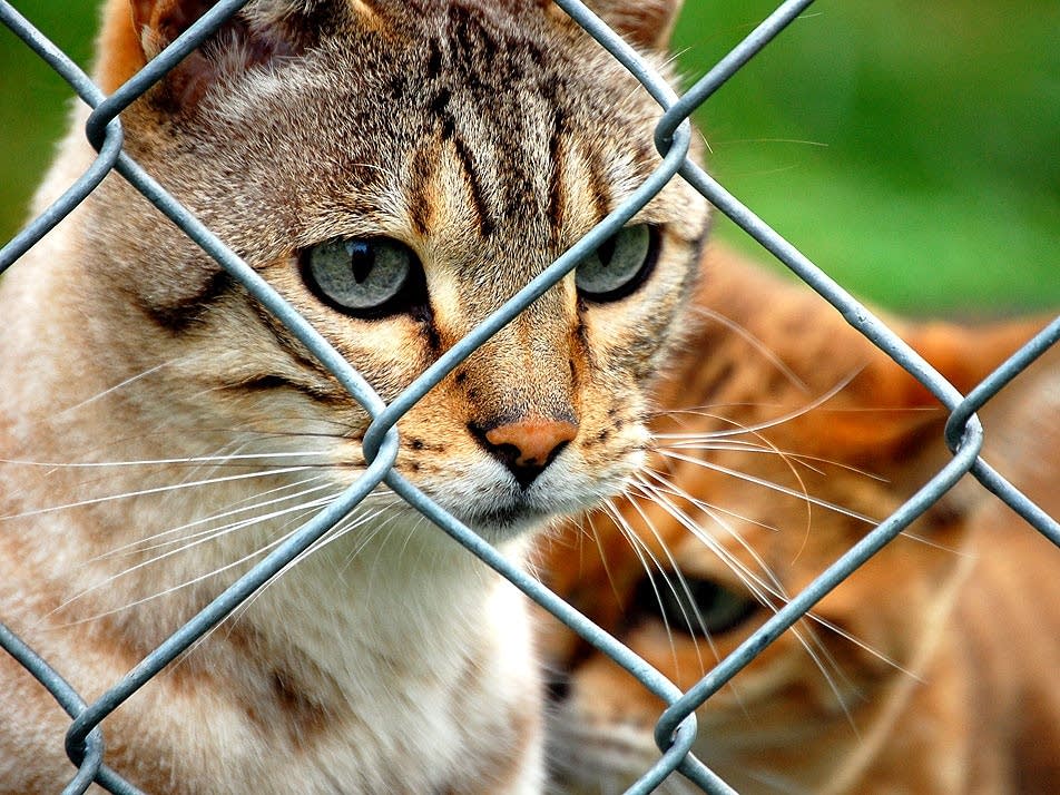 Domestic cats