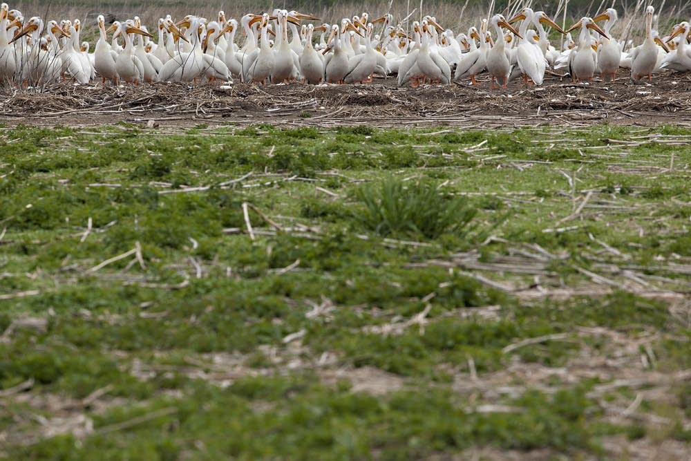 American white pelicans