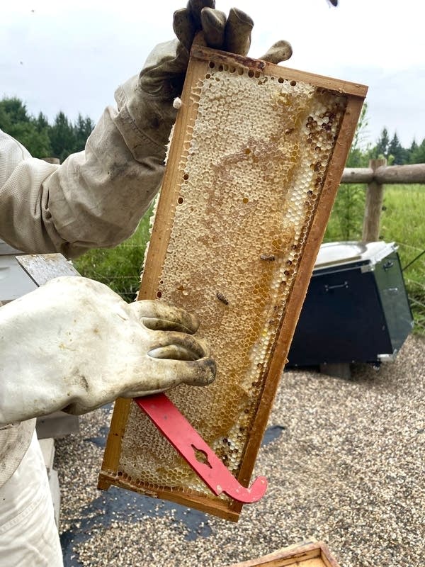 honey and bees visit 