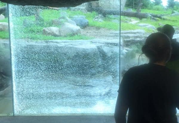 Grizzly smashed glass