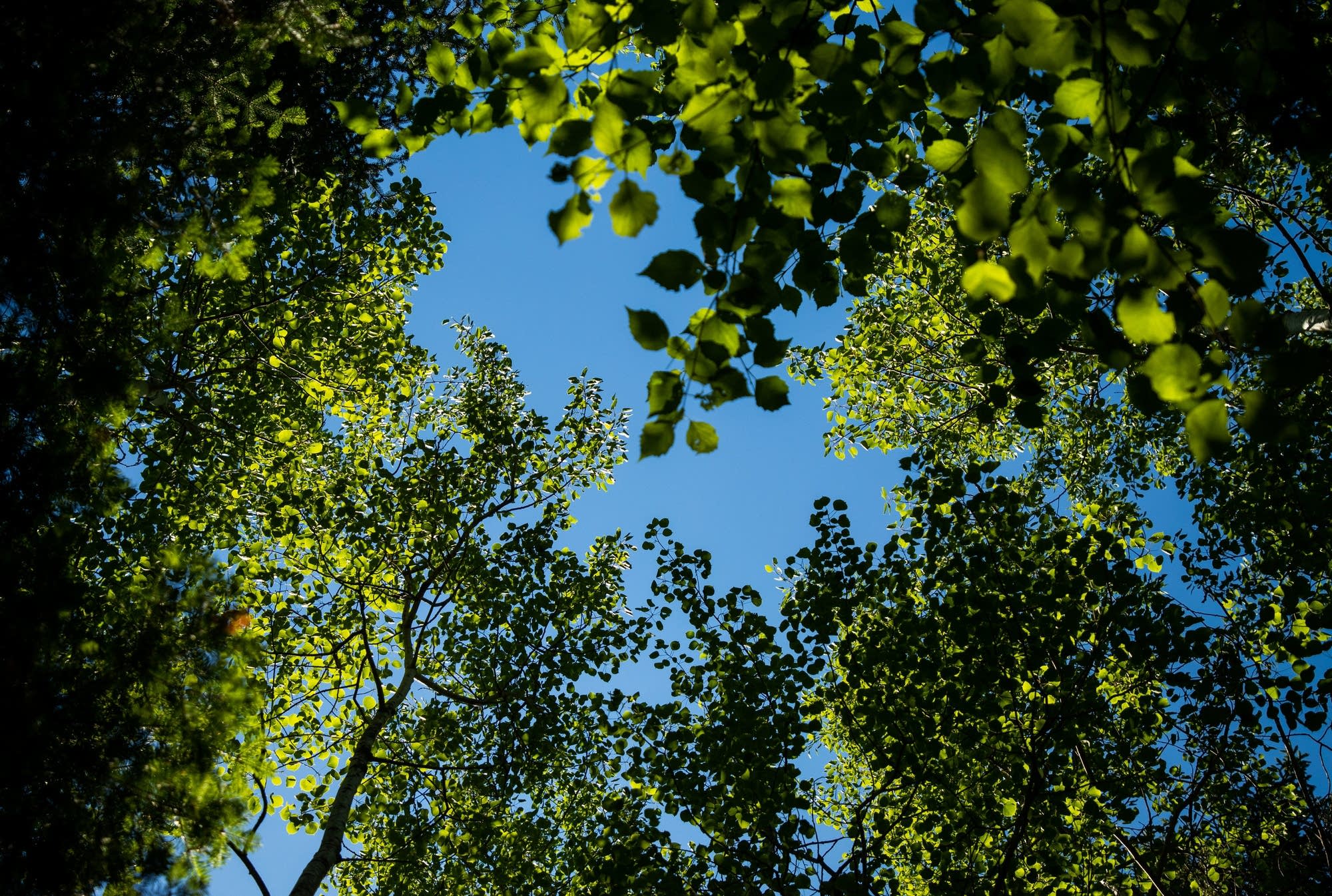 Sunshine filters through the treetops at Tettegouche State Park