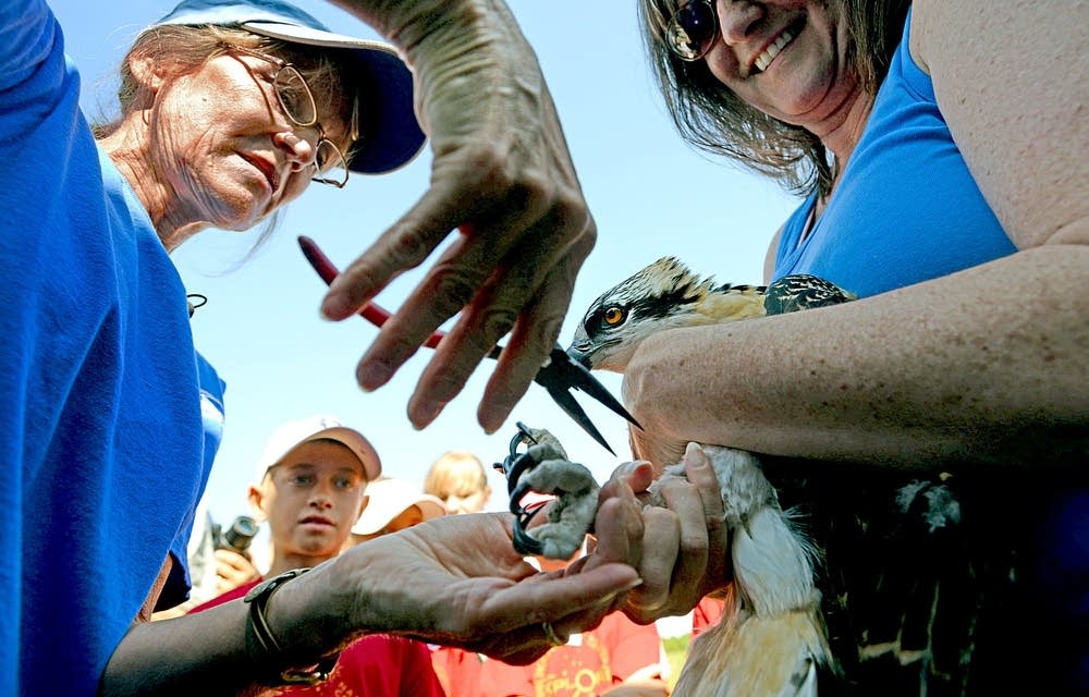 Banding an osprey