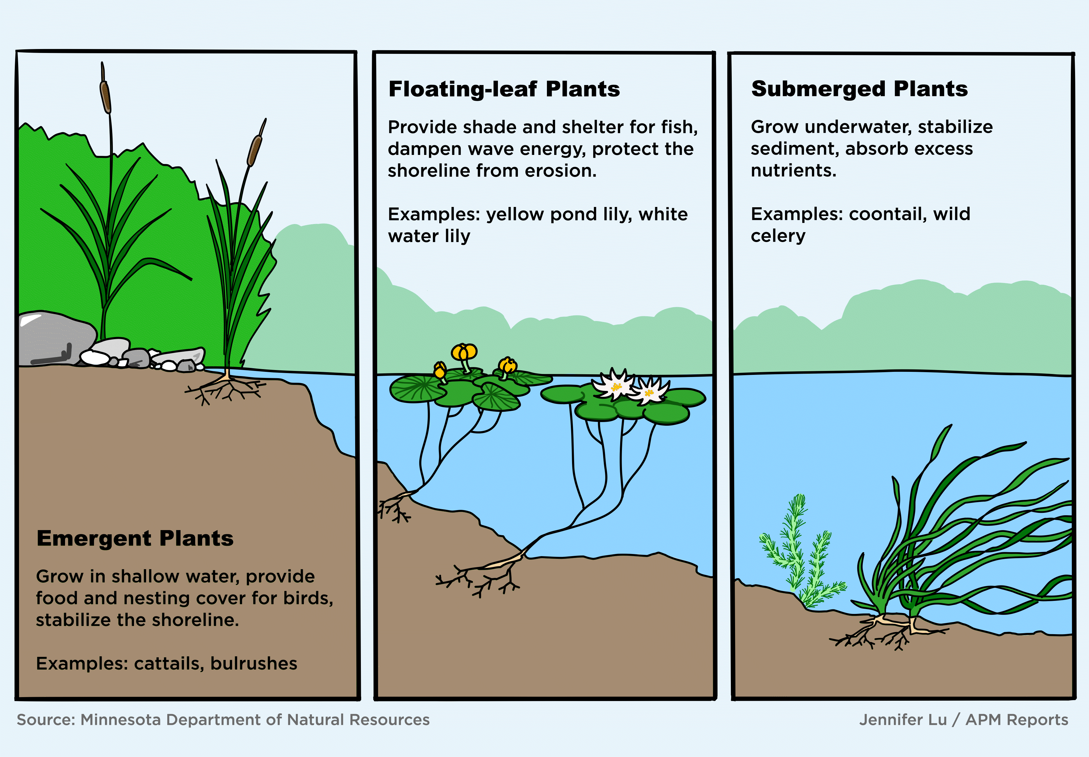 A gif of native plants