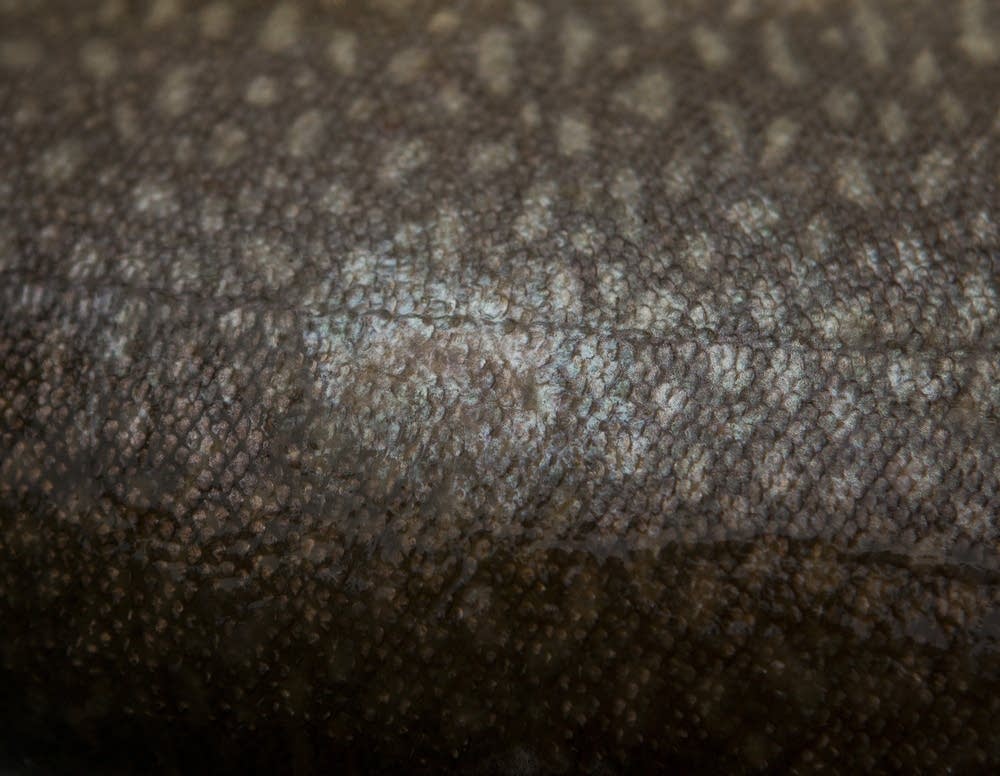 Signs of lamprey wound