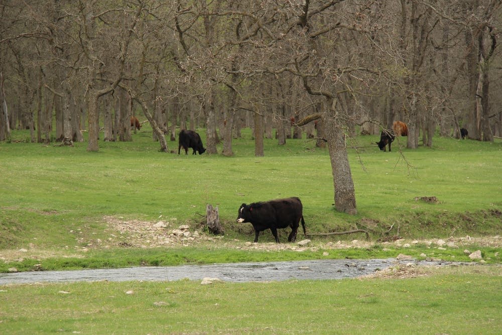 Cows graze along the Whitewater.