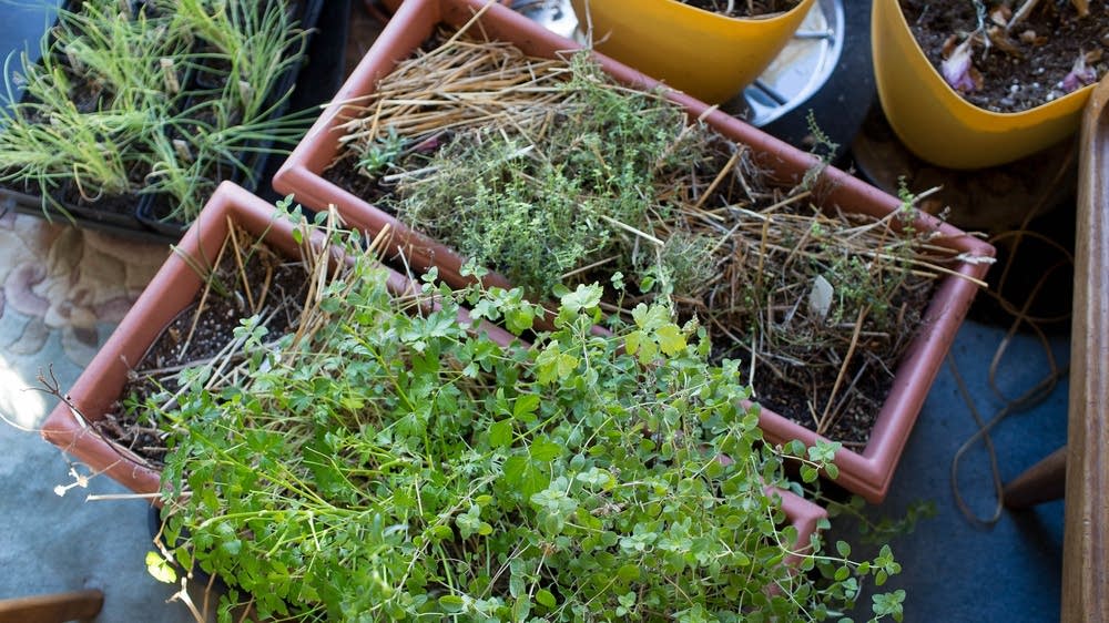 Gardening Tips For March In Minnesota Mpr News