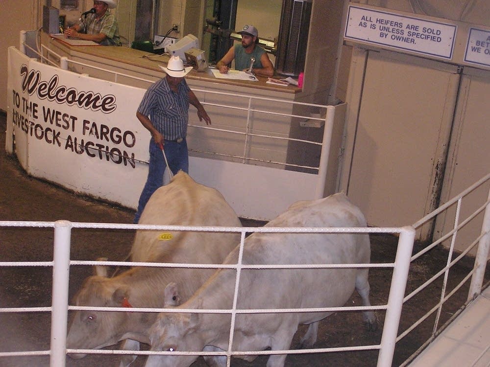 A pair of cows on the auction block
