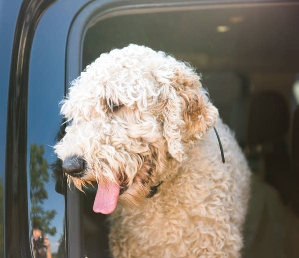 What unites us?   Dogs