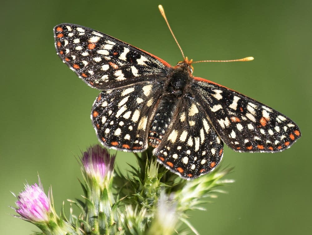 A Beautiful World: When the last butterfly flaps its wings | MPR News