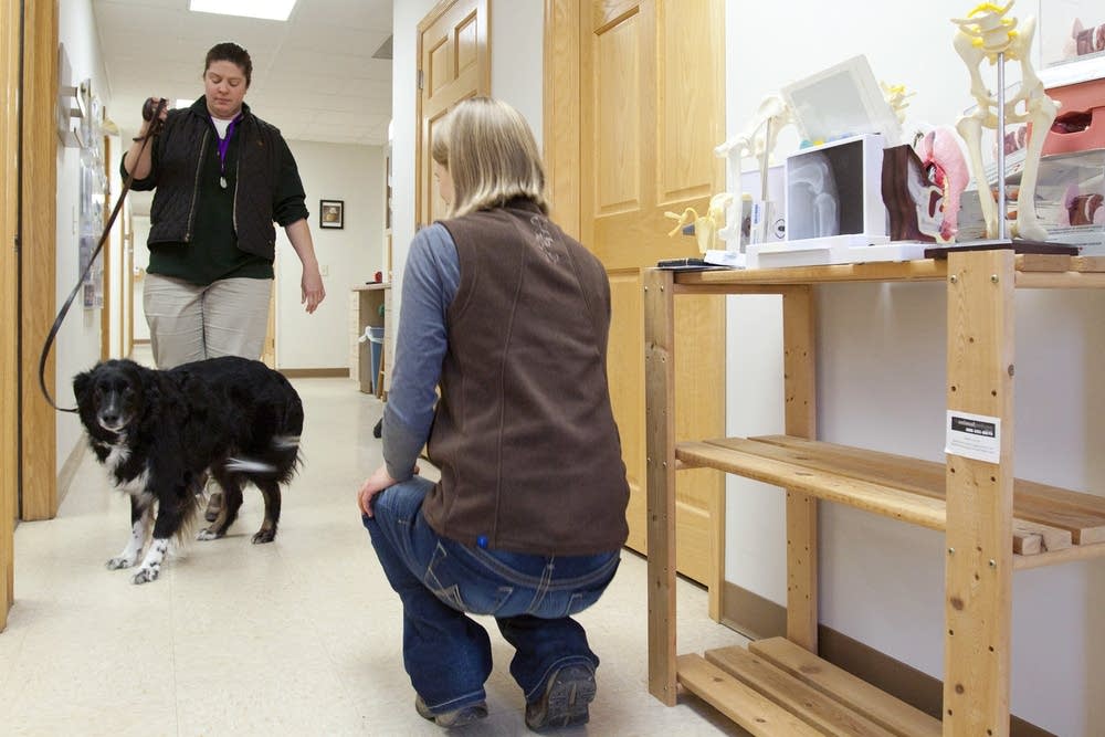 Animal chiropractor
