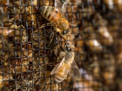 Betty and Jack Thomas knew nothing about beekeeping when they began.