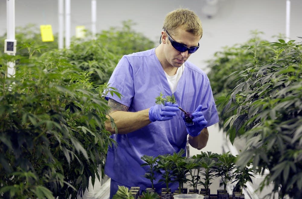 Transplanting cannabis plants