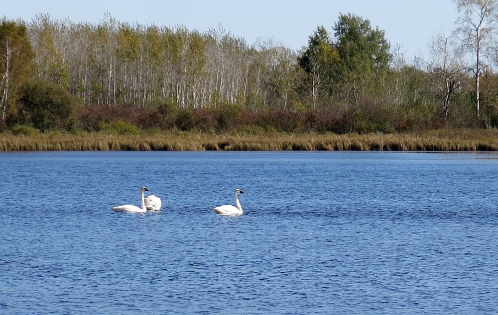 Trumpeter swans swam on a small lake.