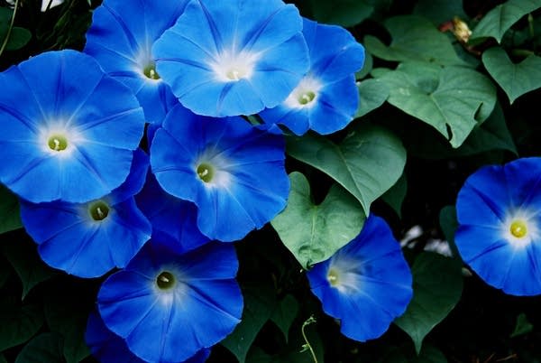 Poster Morning Glories