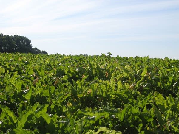 USDA: Farmers can plant genetically modified beets