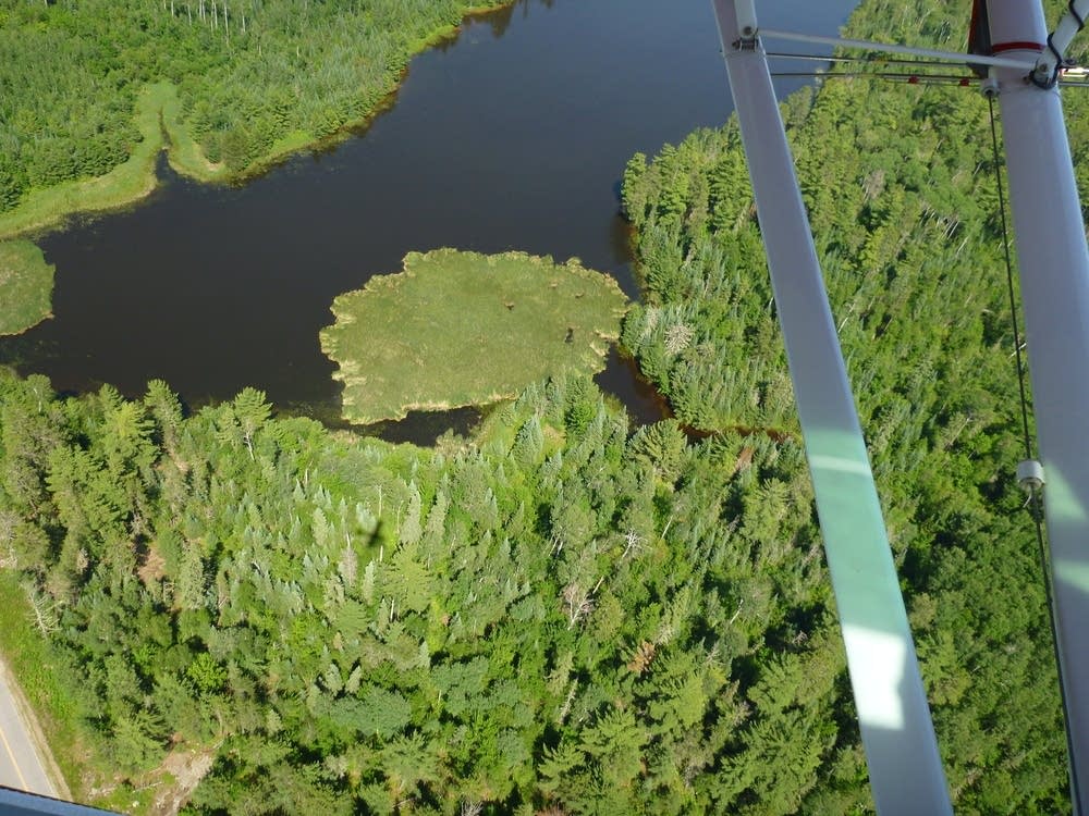 Crews work to remove islands of invasive cattails in Voyageurs National