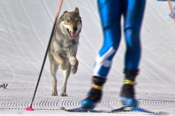 Loose dog makes Olympic cameo on the cross-country ski course at the Milan Cortina Games
