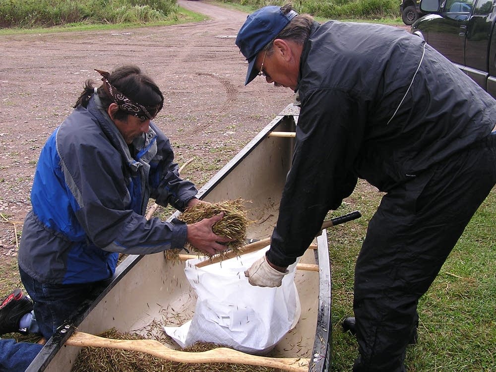 Bagging wild rice