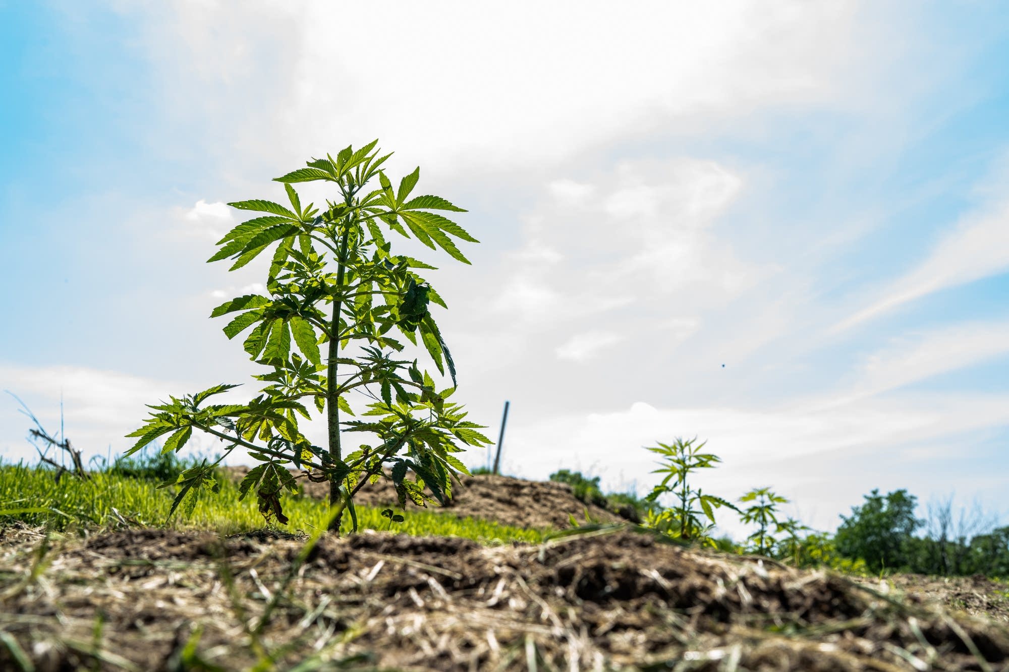 A hemp plant grows at Fifth Sun Gardens, a hemp farm in Lanesboro.