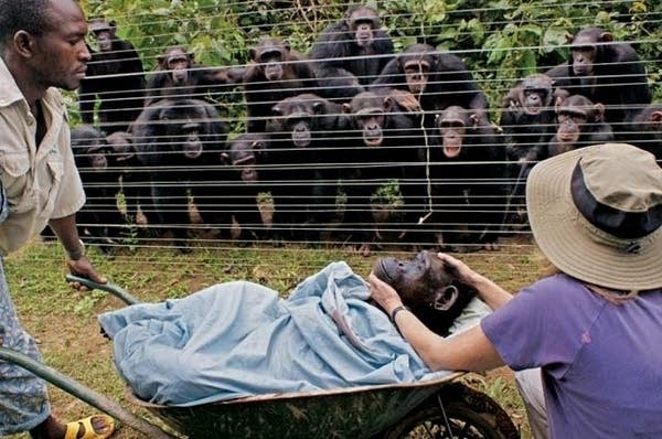 chimp_grieve_1