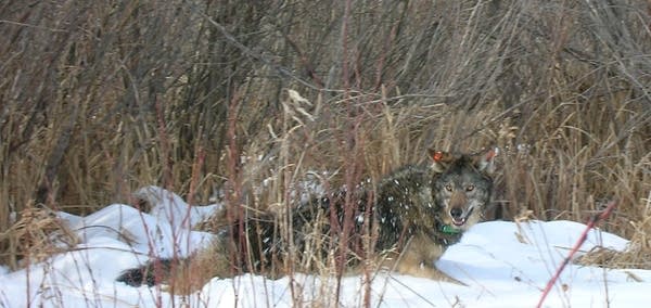 The wolf population is booming in Minnesota.