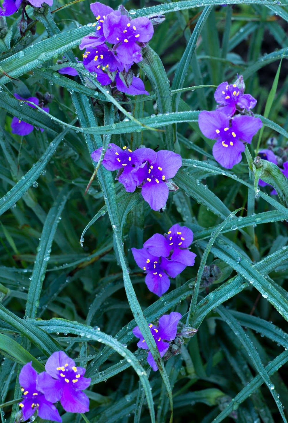 Spiderwort