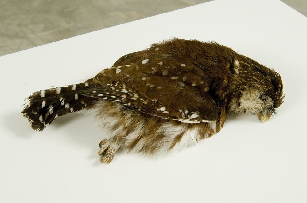 Owl with jewels
