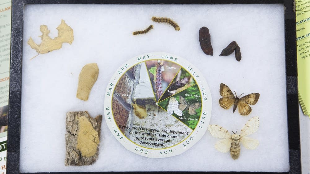 Gypsy moth quarantine imposed in NE Minnesota MPR News