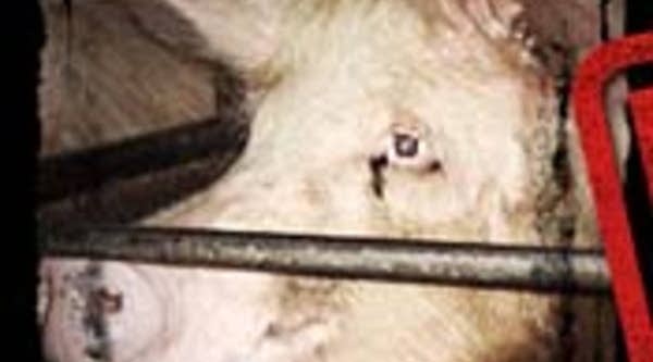 Promo for "Death On A Factory Farm," a film about the pork industry