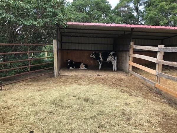 Three calves have been reunited to their owner in Benton County.