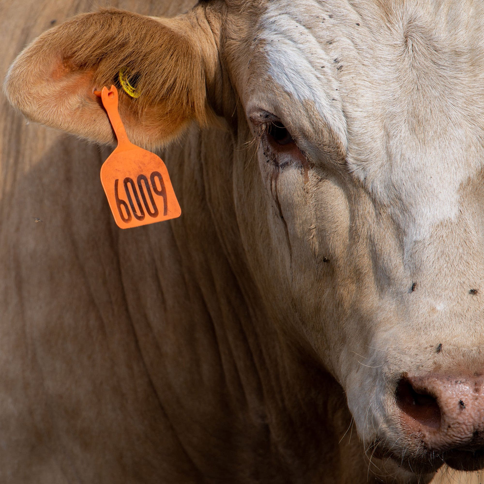 You've heard of grass-fed beef. How about seaweed-fed beef? You've heard of grass-fed beef. How about seaweed-fed beef?
