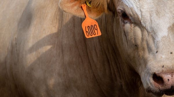 You've heard of grass-fed beef. How about seaweed-fed beef?