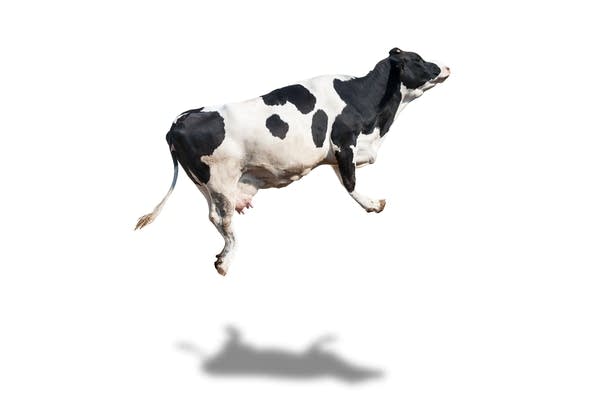 The Whole Holstein