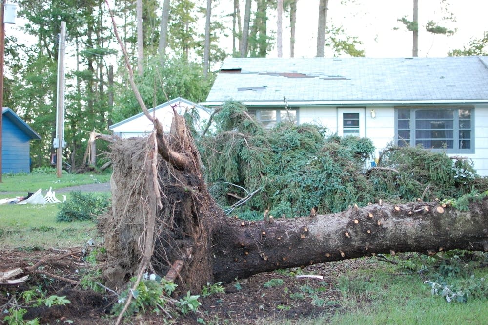 Uprooted tree