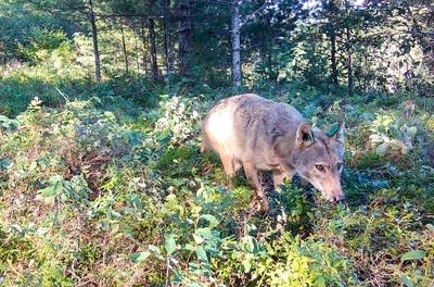 From poop to plants, how wolves help blueberries grow and spread in northern Minnesota