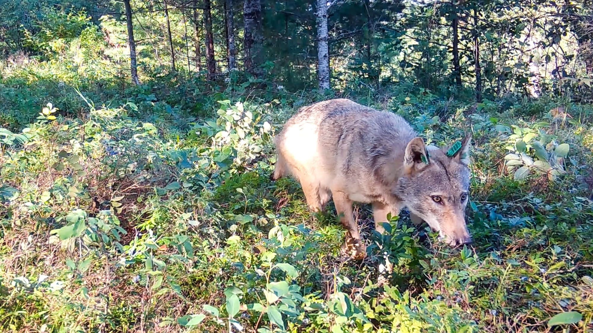 From poop to plants, how wolves help blueberries grow