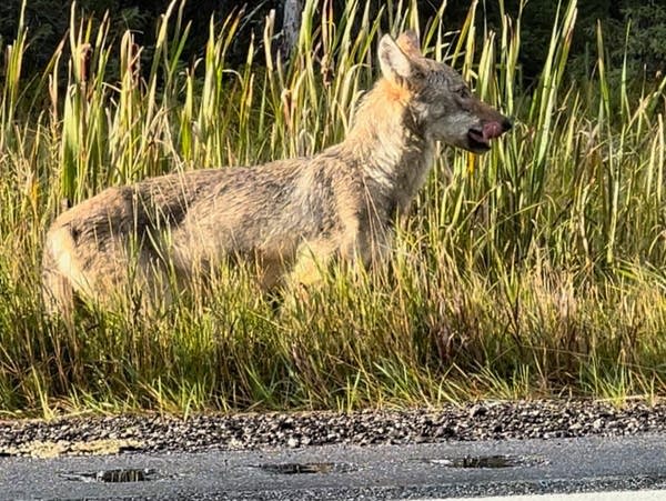 A young wolf is seen along a road