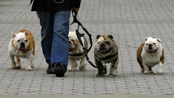 Dog walking is a good example of the informal economy in action. That is, if the walking you're doing is untaxed and unregulated. 