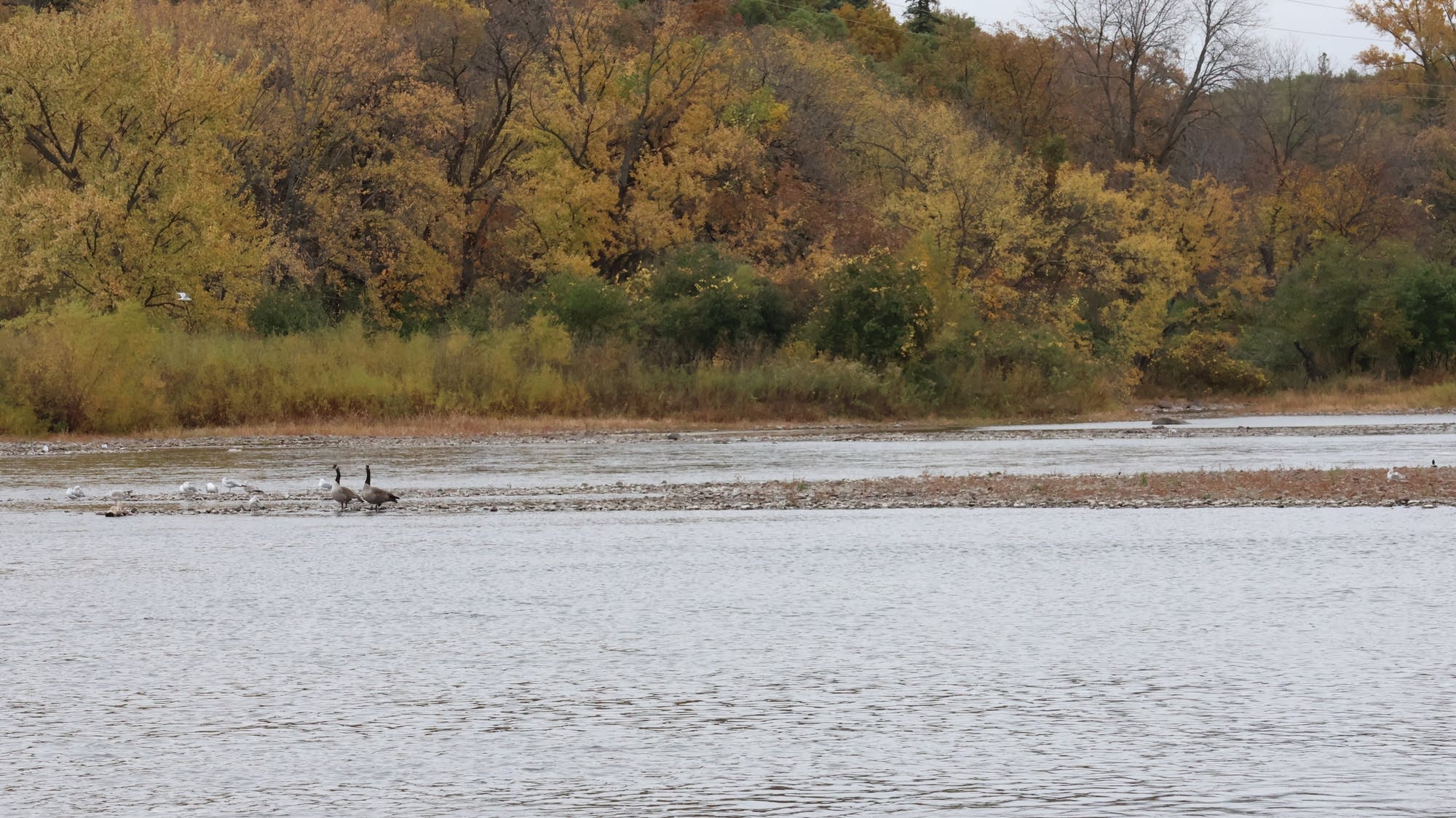 Report: PFAS are pervasive in Minnesota waterways