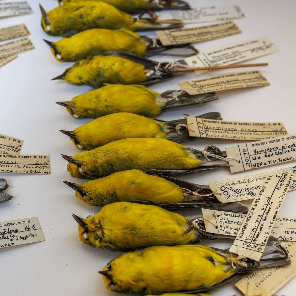 From roadkill to research: Collect dead wildlife to help science