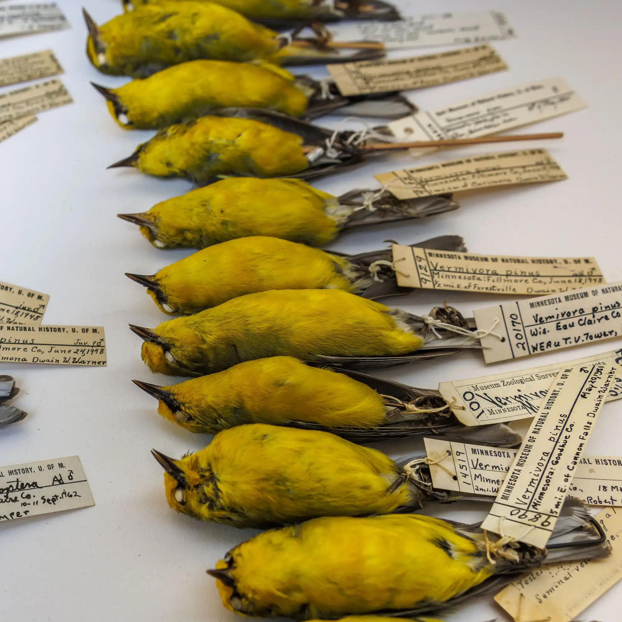 From roadkill to research: Collect dead wildlife to help science 