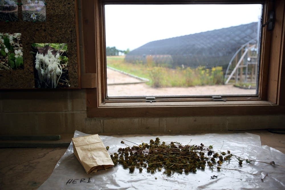 Drying seedheads