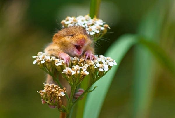 comedy_wildlife