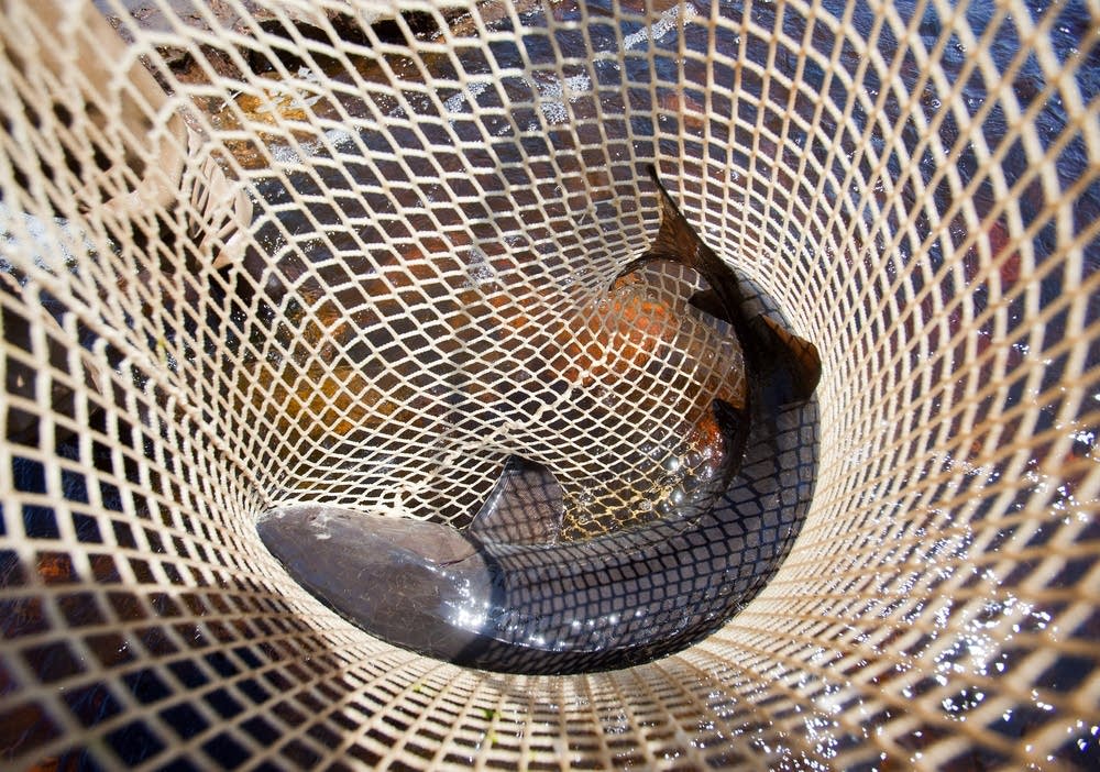 Netted sturgeon
