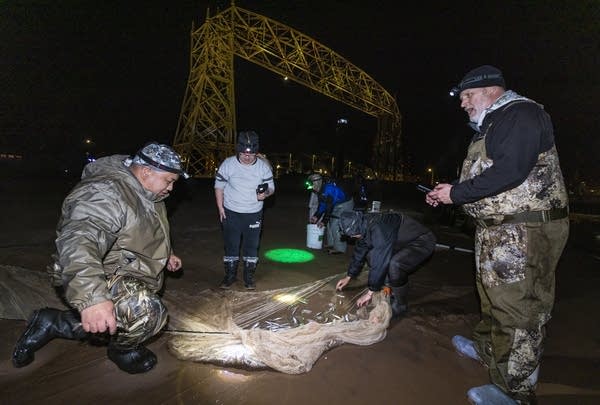 Study shows PFAS levels dropping in Great Lakes fish