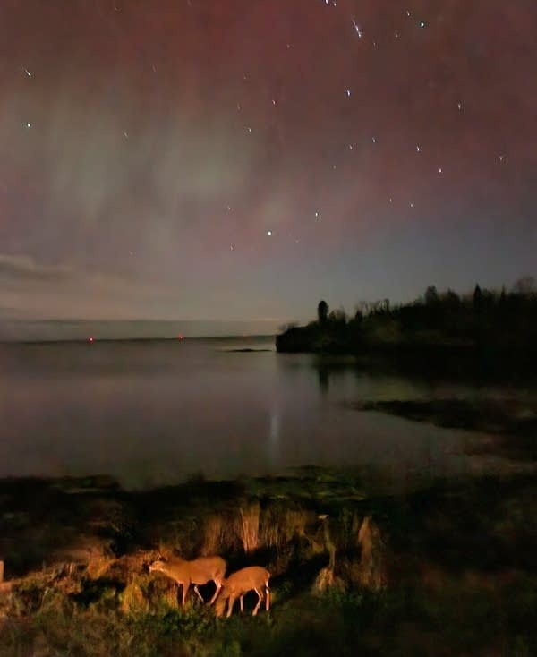 Two deer under the night sky.