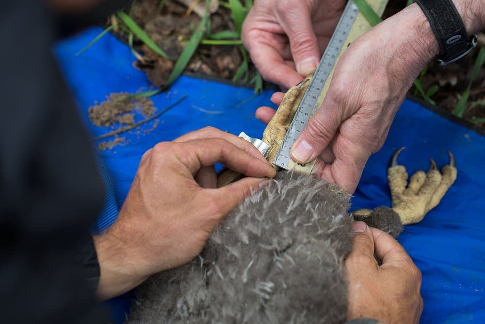 Checking the talons