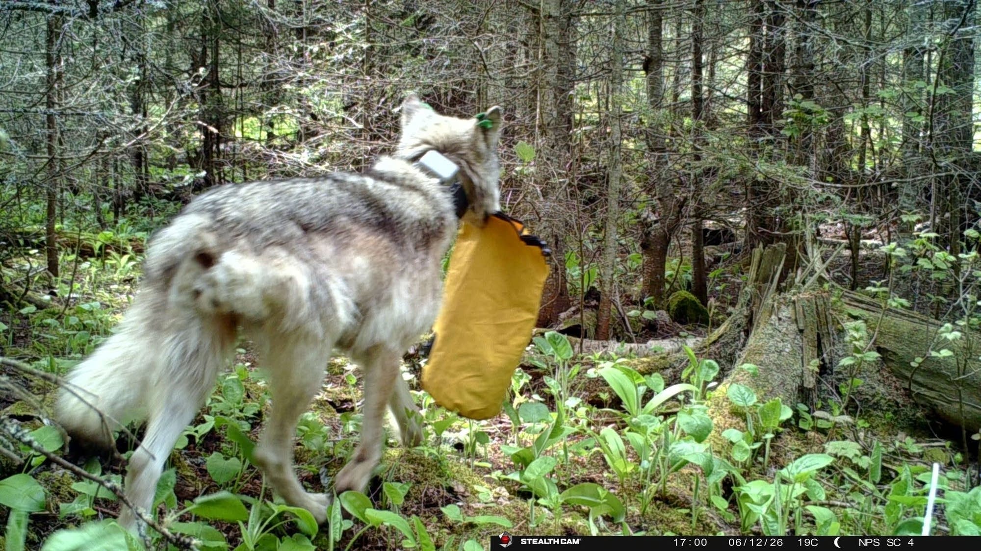Isle Royale campground temporarily closed because of ‘increasingly bold’ wolf