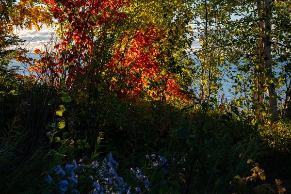 Fall colors along the North Shore