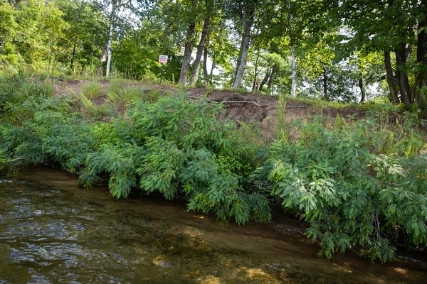 A shoreline sloughs into a lake